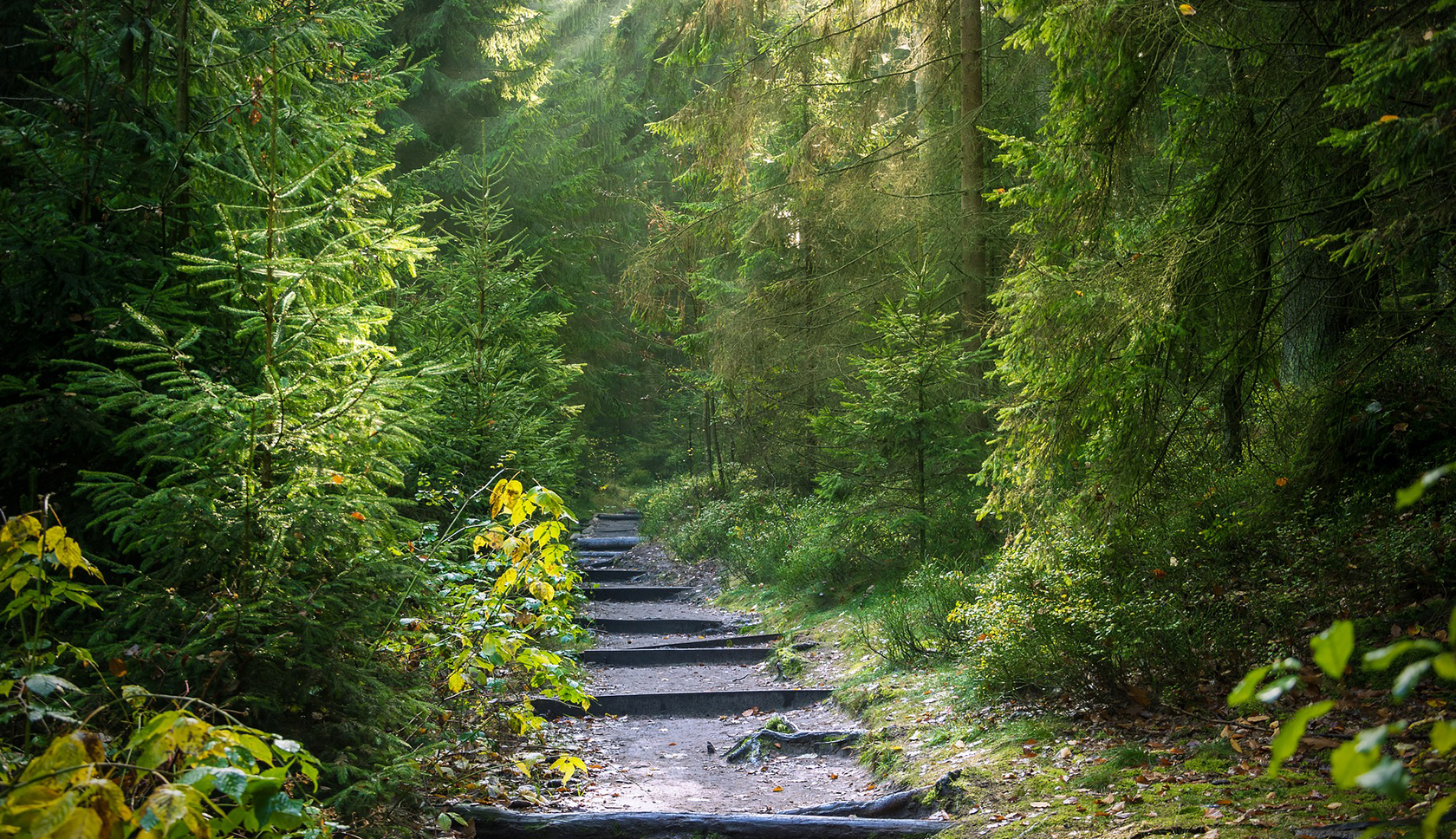 pad door het bos 
