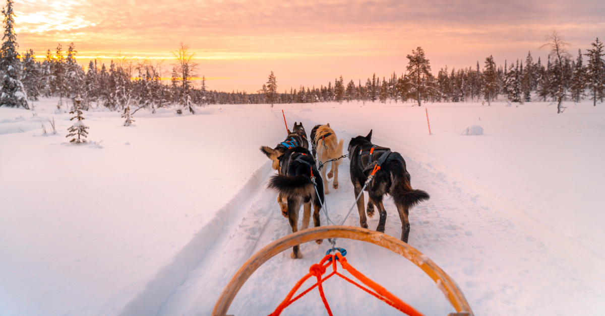 uitzicht vanuit een huskyslede